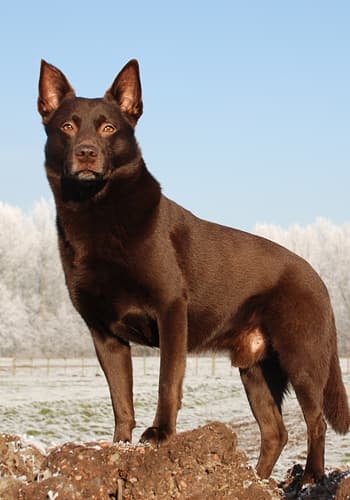 Ausztrál Kelpie