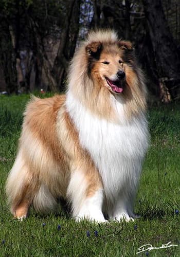Hosszúszőrű Collie